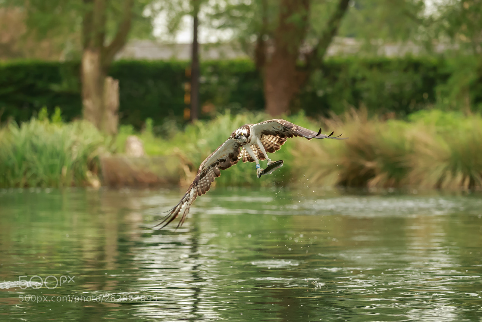 Canon EOS-1D X sample photo. Osprey with a trout photography