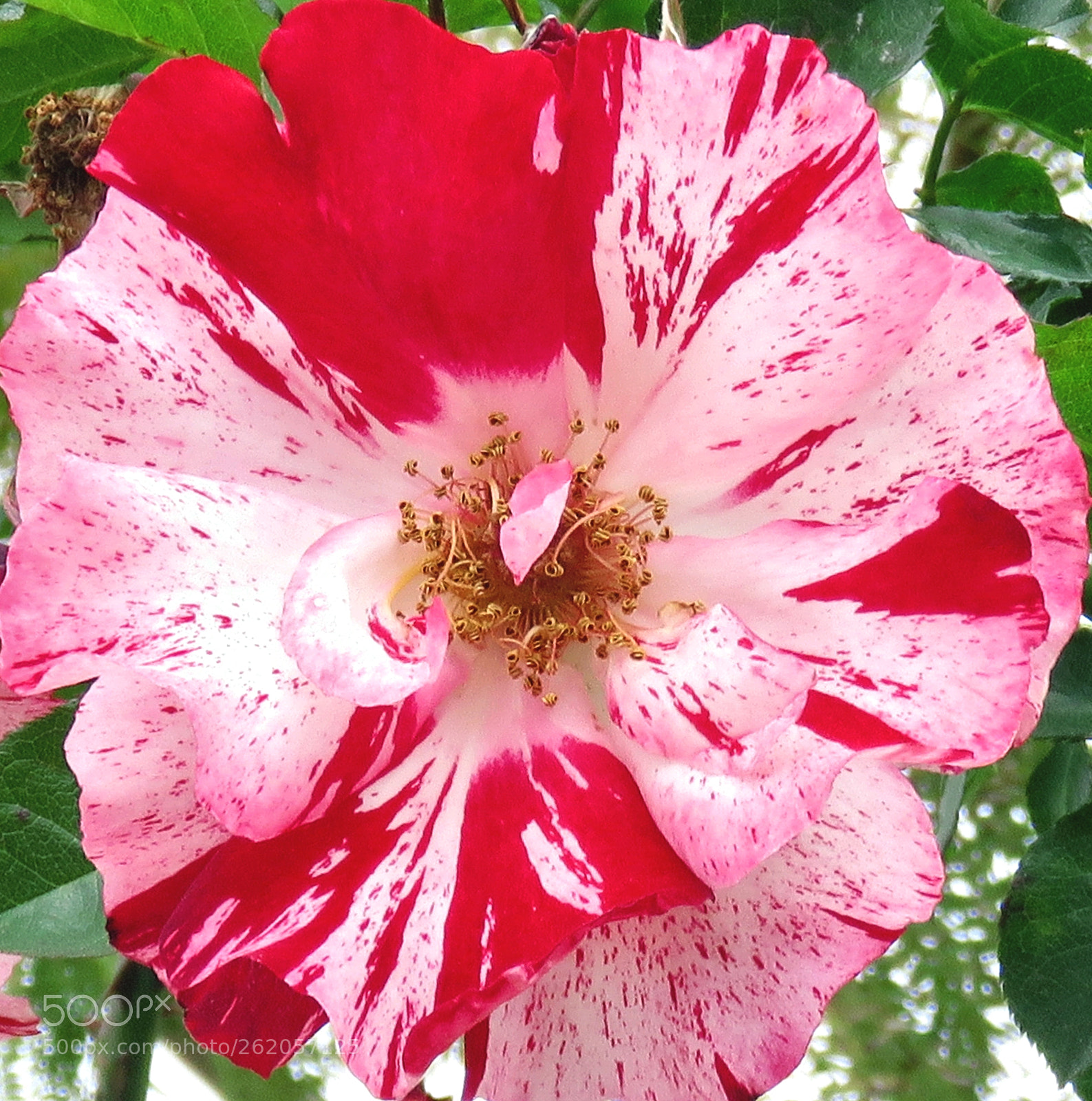 3.8 - 247.0 mm sample photo. Red carnation flower photography