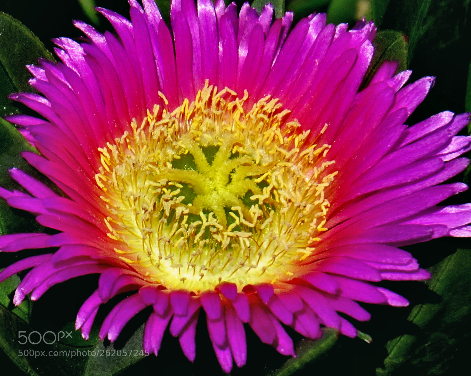 4.3 - 215.0 mm sample photo. A purple dandelion flower photography