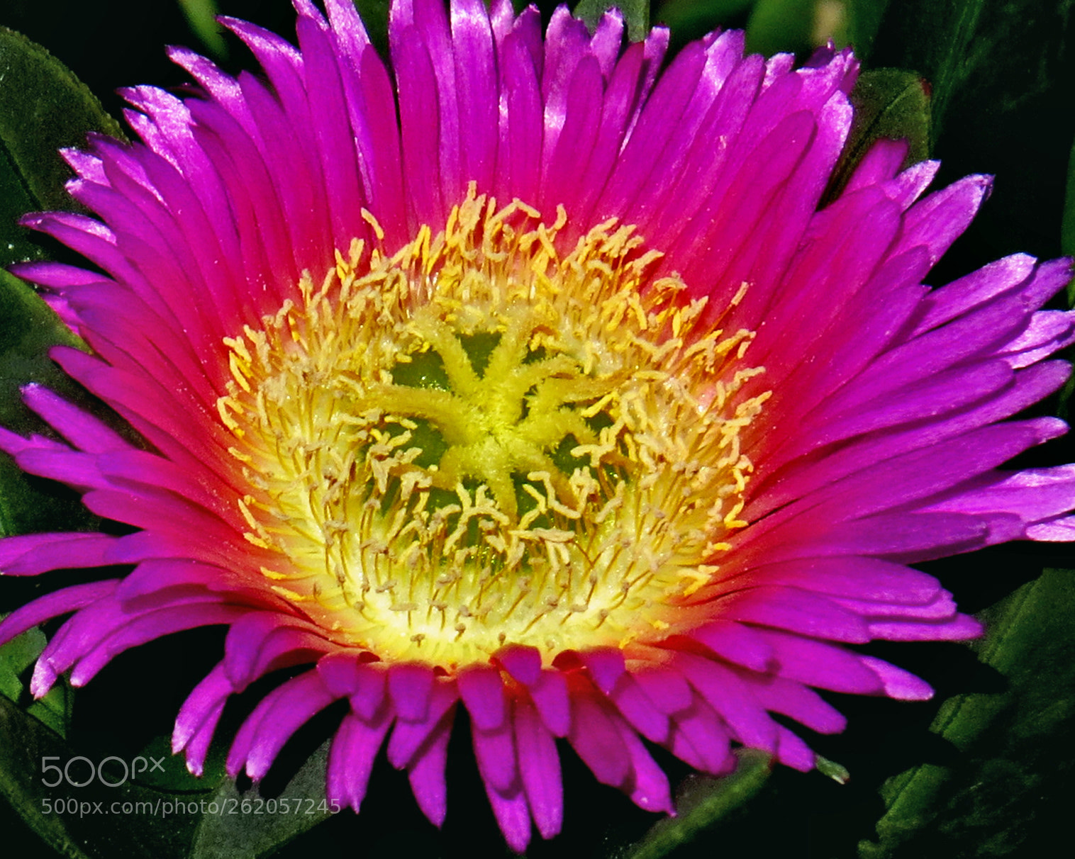 Canon PowerShot SX50 HS + 4.3 - 215.0 mm sample photo. A purple dandelion flower photography