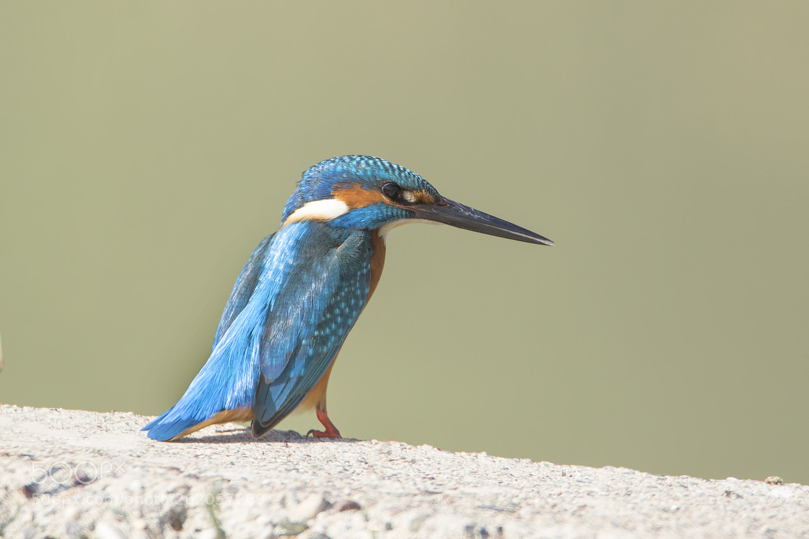 Canon EOS 7D Mark II sample photo. Kingfisher - yal apk photography