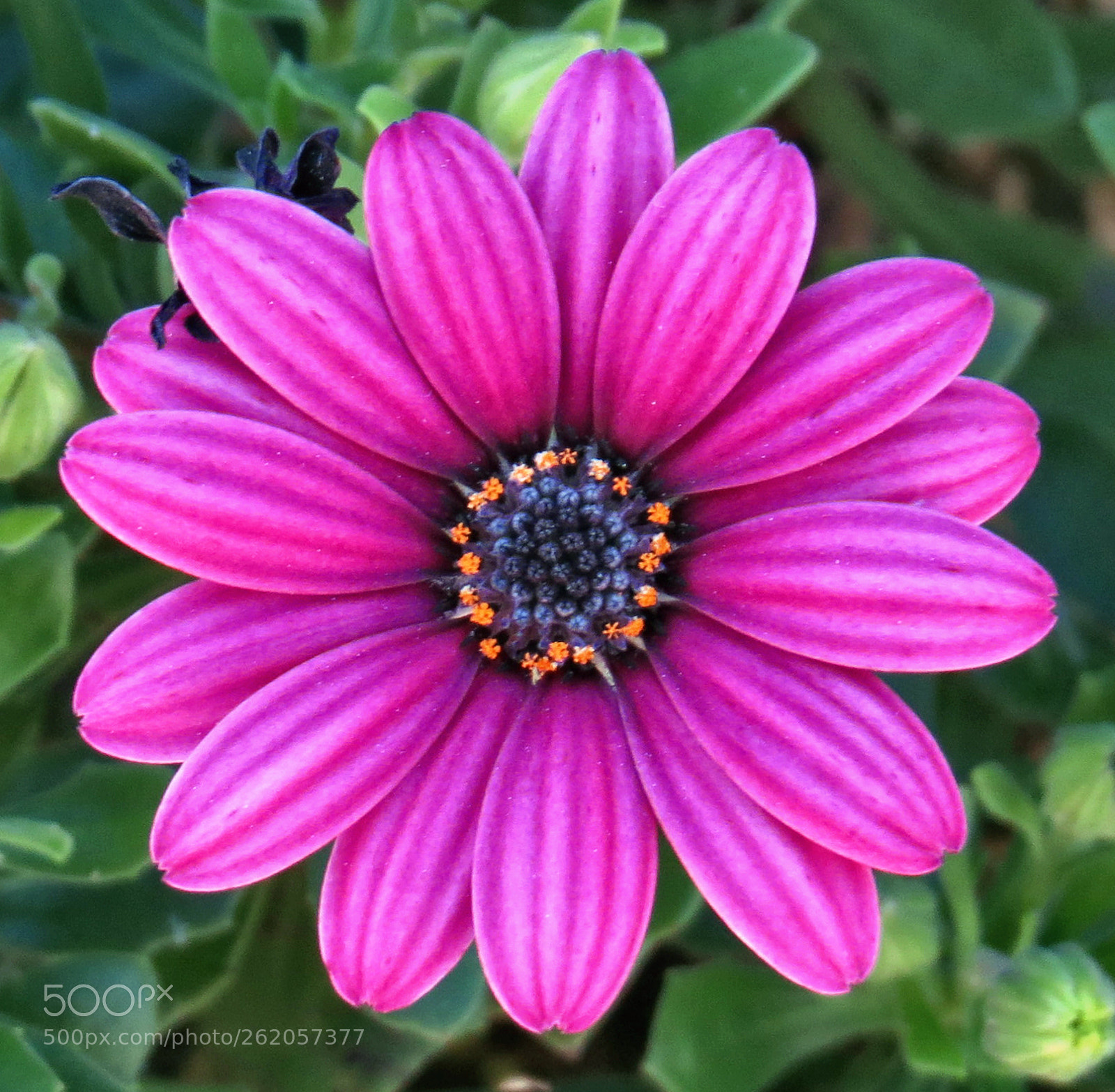 Canon PowerShot SX50 HS + 4.3 - 215.0 mm sample photo. A purple daisy flower photography