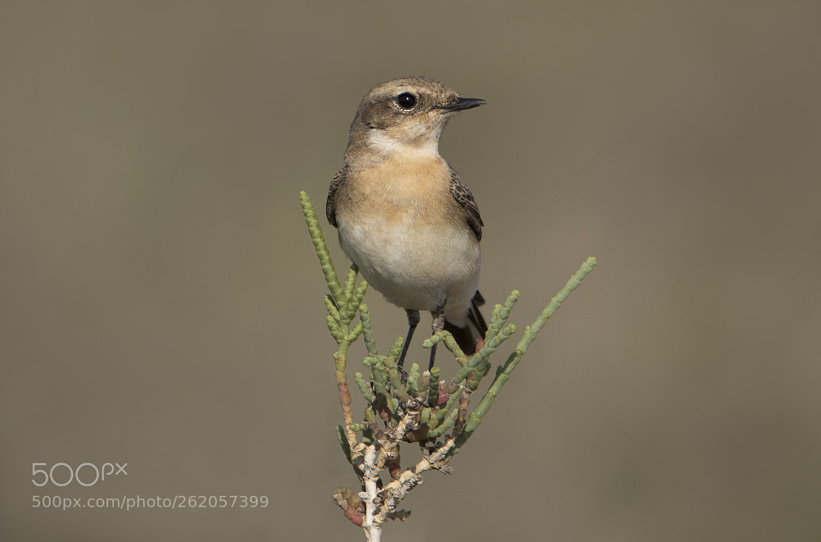 Canon EOS 7D Mark II sample photo. Black eared wheater photography