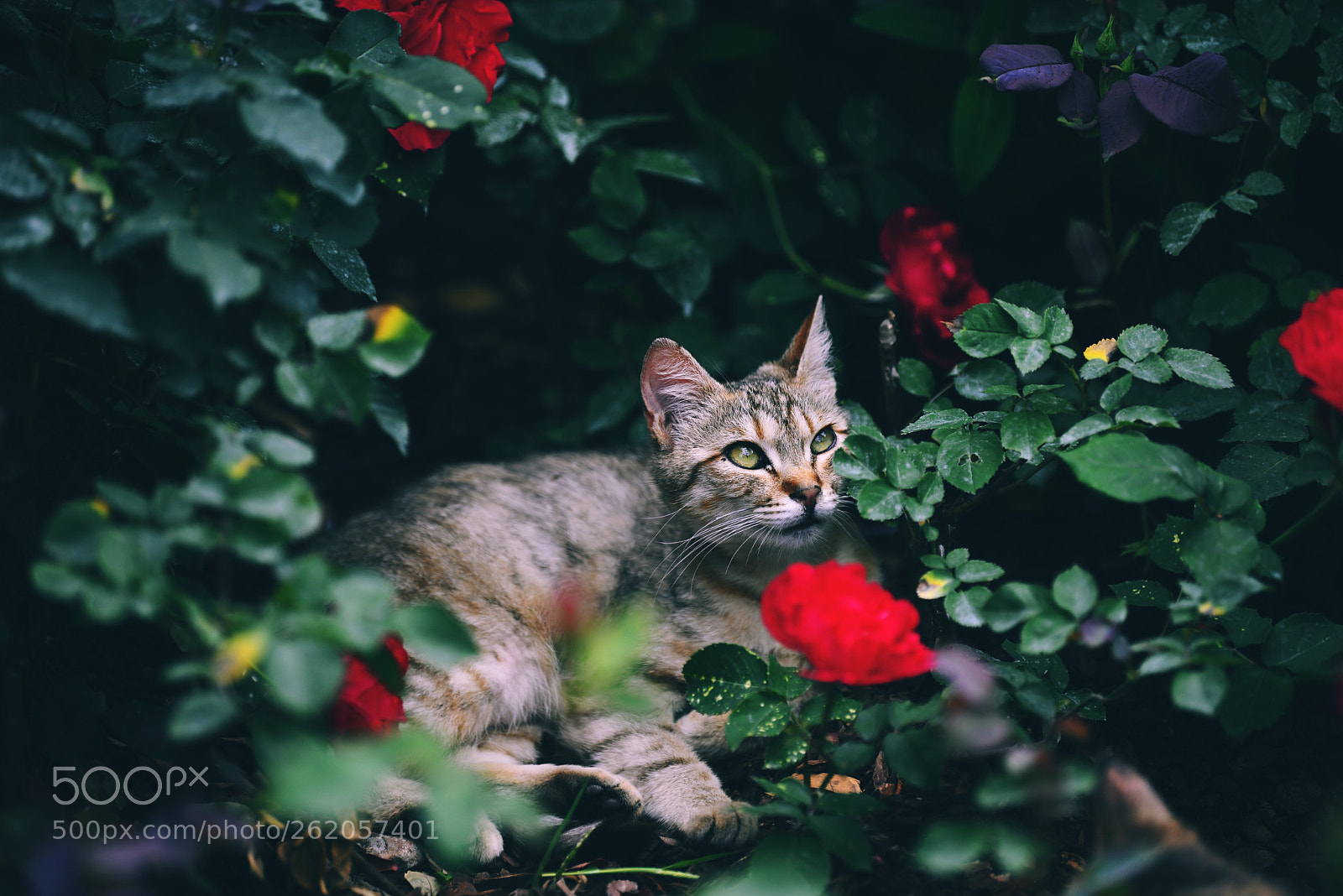 Nikon D610 sample photo. Untitled photography