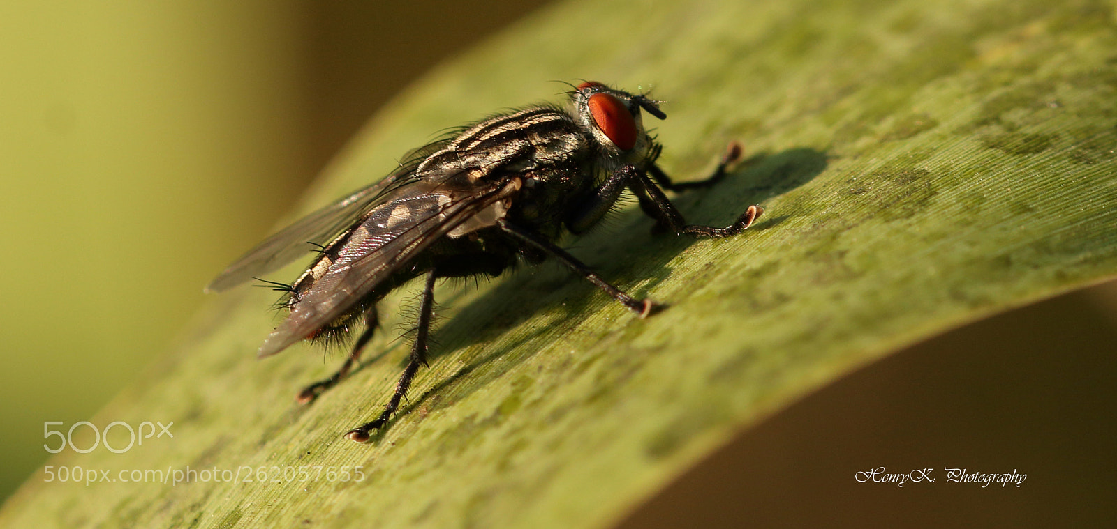 Canon EOS 70D sample photo. Big thorex fly photography