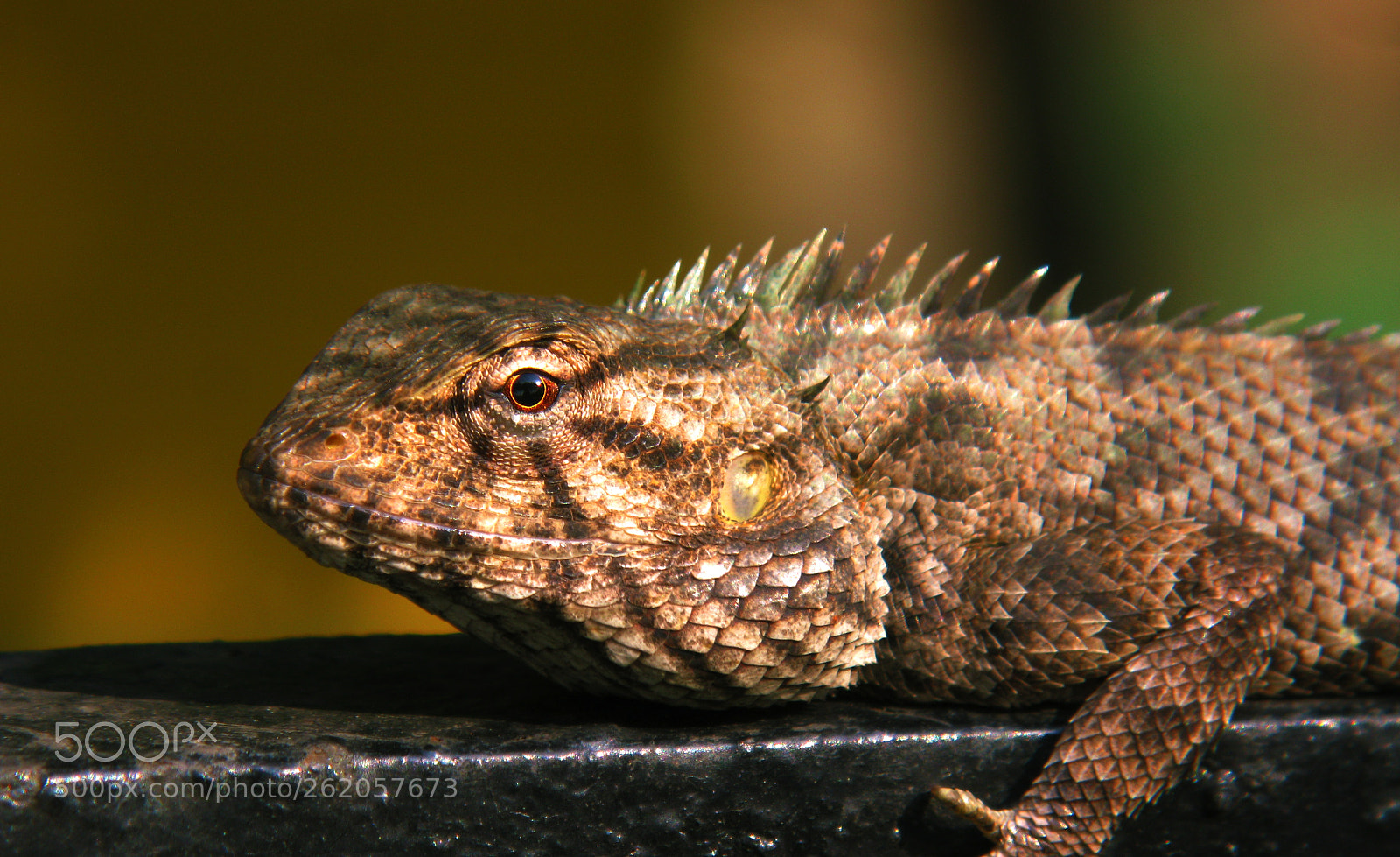Canon POWERSHOT G9 sample photo. Common indian chameleon photography