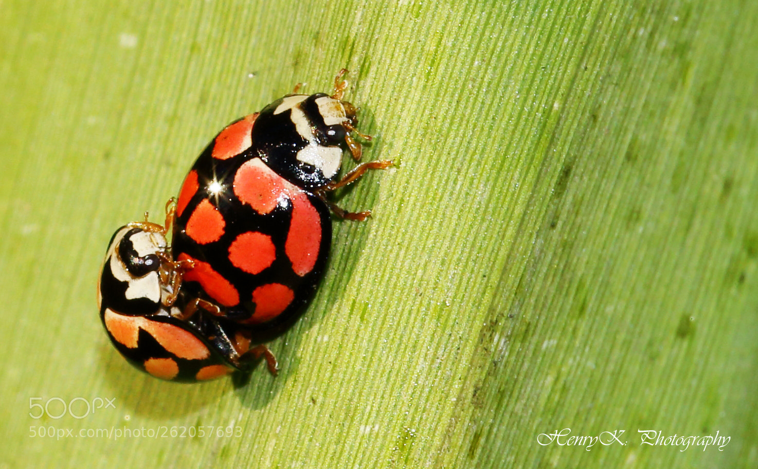 Canon EOS 70D sample photo. Cannot escape photography
