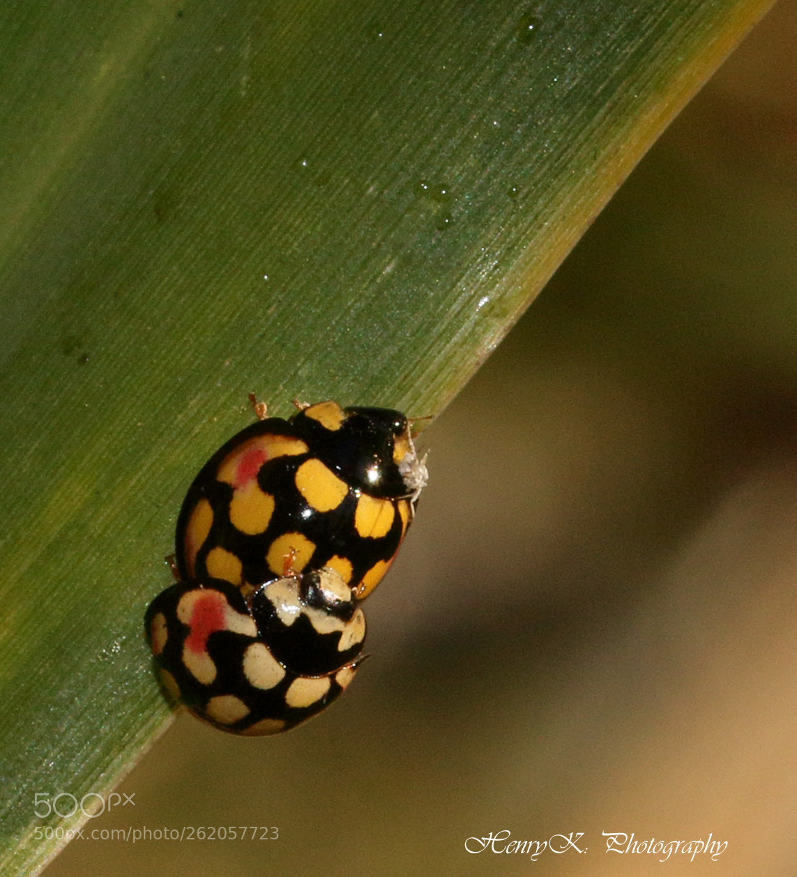 Canon EOS 70D sample photo. Dangerous rear end ride photography