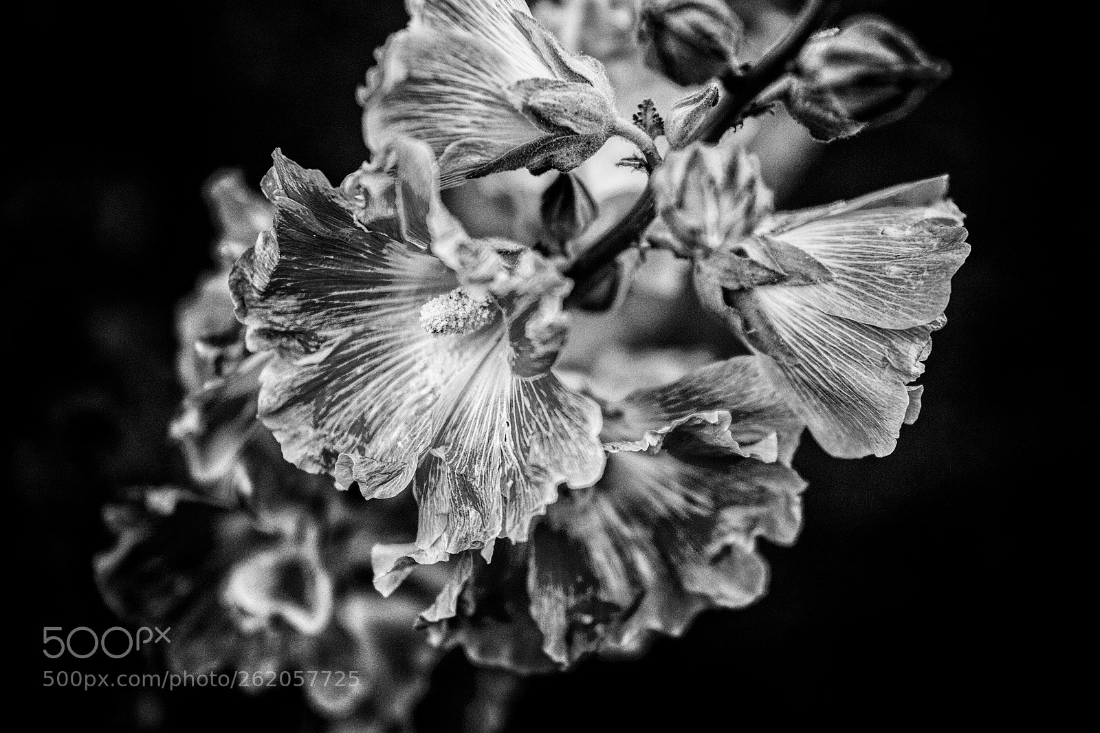 Canon EOS 6D Mark II sample photo. Bloom photography