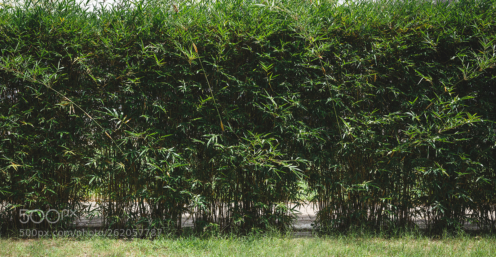 Canon EOS 6D sample photo. Small bamboo tree photography