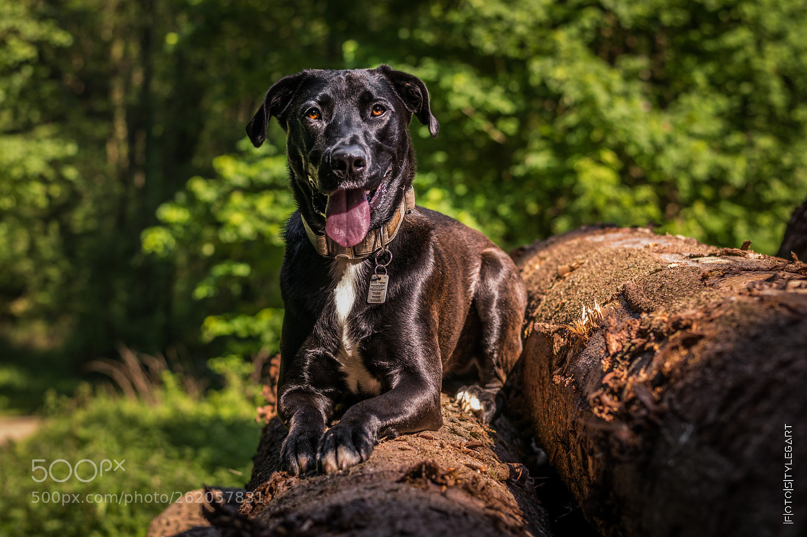Nikon D3300 sample photo. Ernie photography