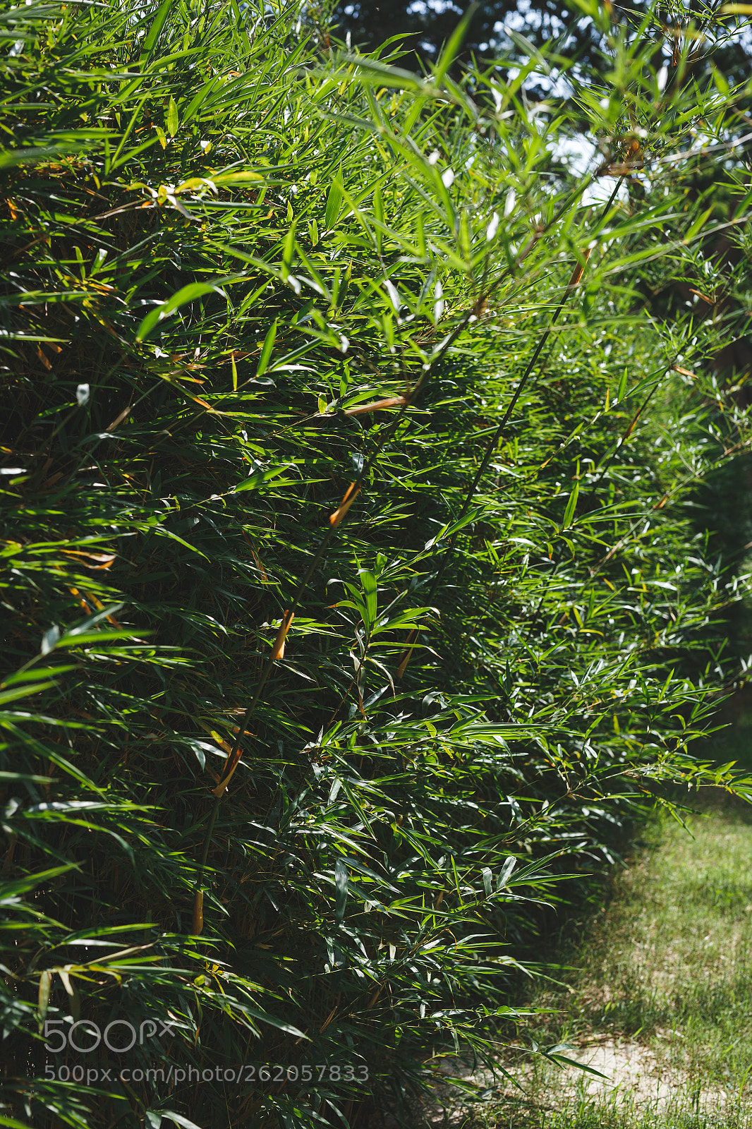 Canon EOS 6D sample photo. Small bamboo tree photography