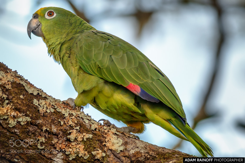 Canon EOS 70D sample photo. Yellow crowned parrot la photography
