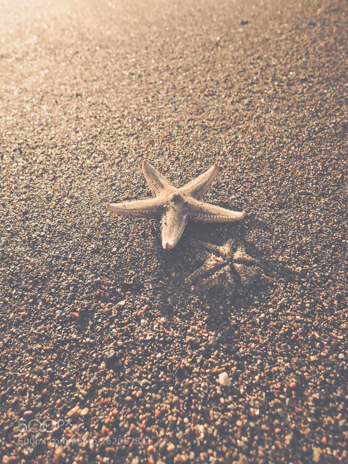 Nikon Coolpix P340 sample photo. Starfish photography