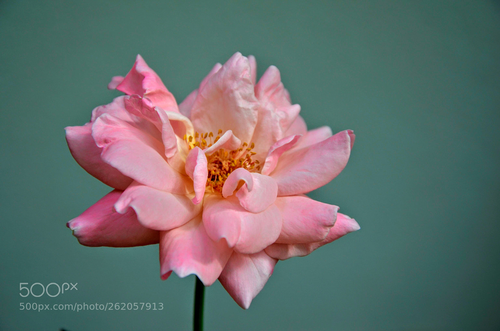 Nikon D5100 sample photo. Rose 2 photography