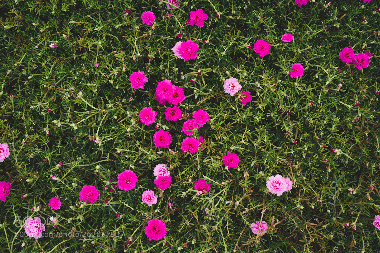 Canon EOS 6D sample photo. Grand-flowered purslane-moss roses photography