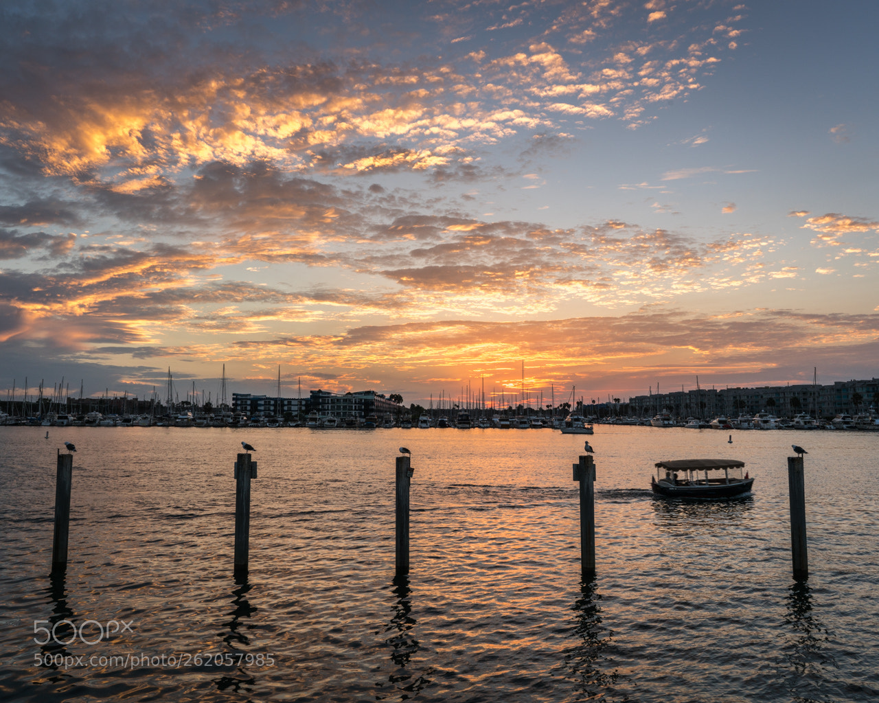 Sony a7R II sample photo. One seagull for each photography