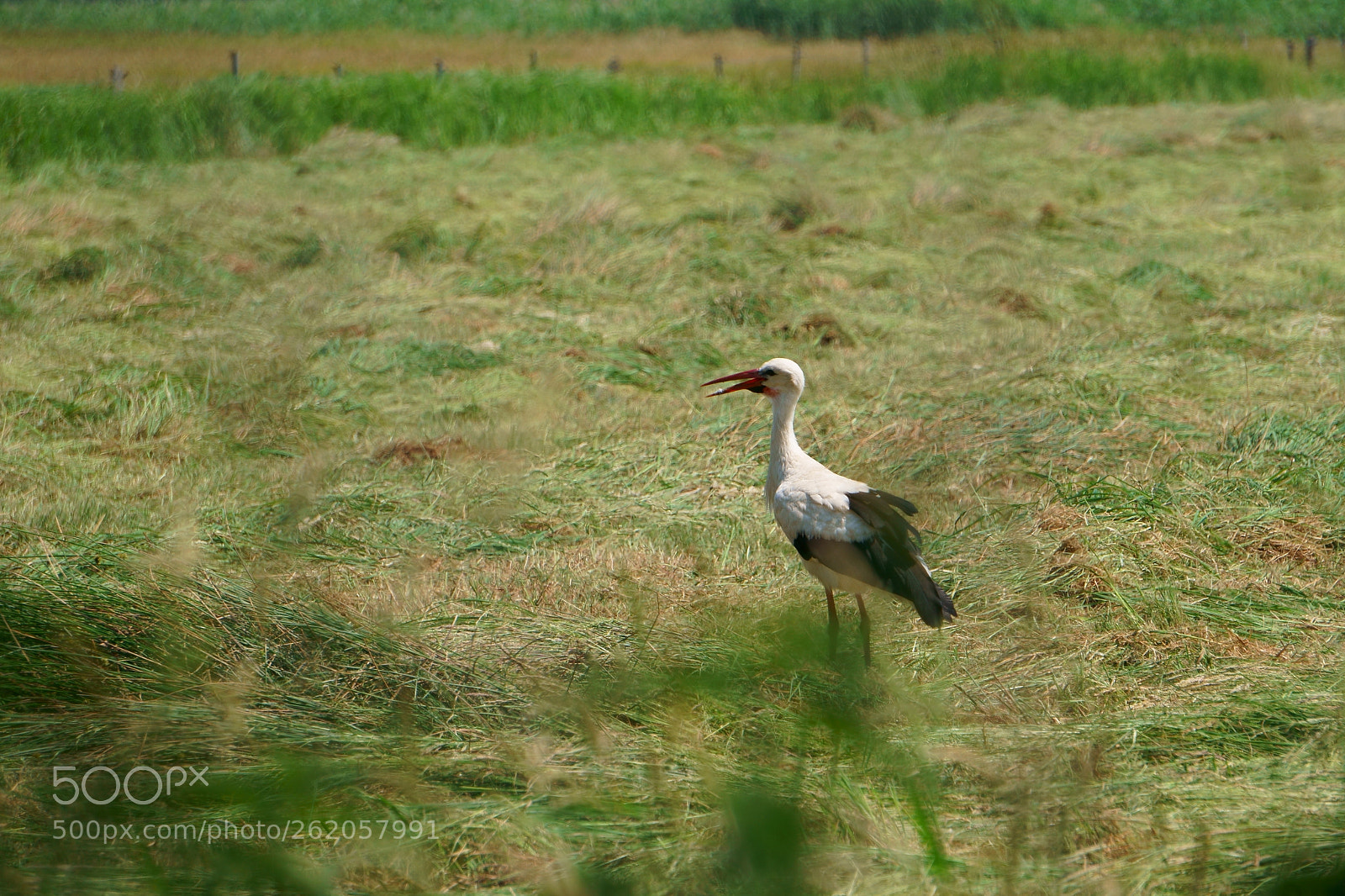 Sony E 55-210mm F4.5-6.3 OSS sample photo. Storch auf feld photography