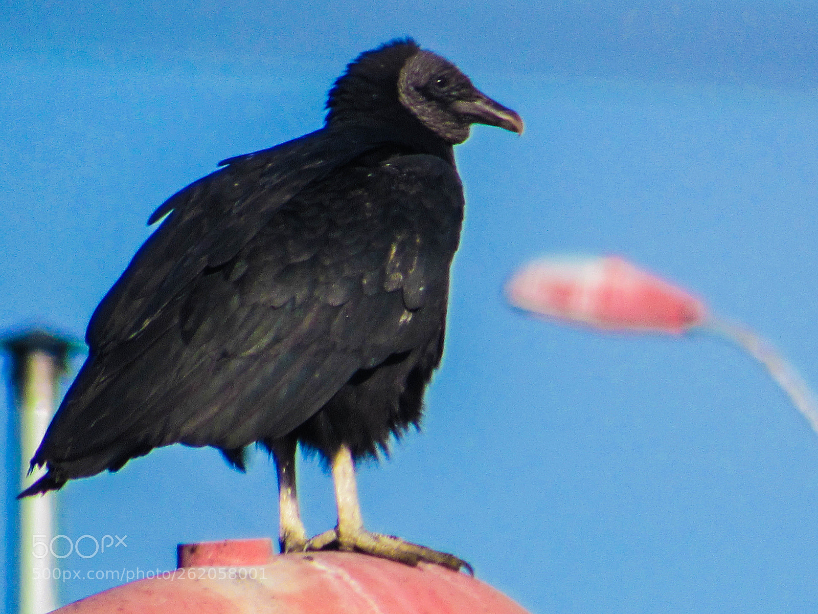 Canon PowerShot SX530 HS sample photo. Jote de cabeza negra 1 photography