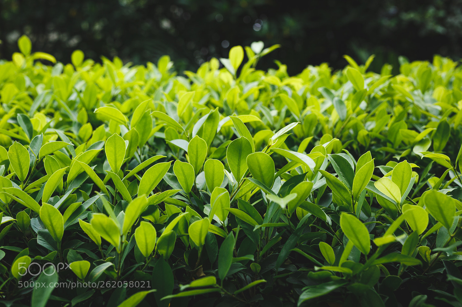Canon EOS 6D sample photo. Green leaves background photography