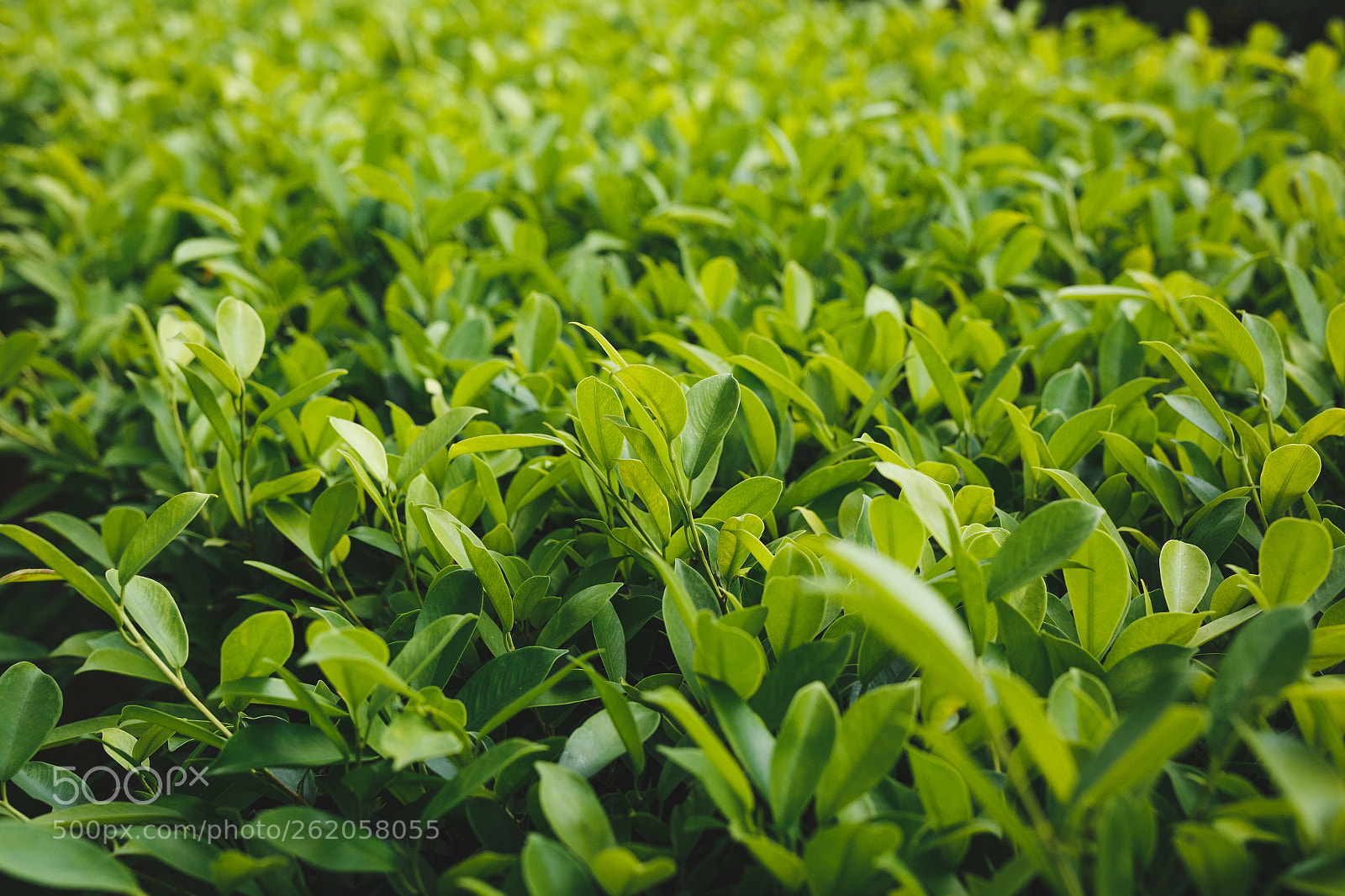 Canon EOS 6D sample photo. Green leaves background photography