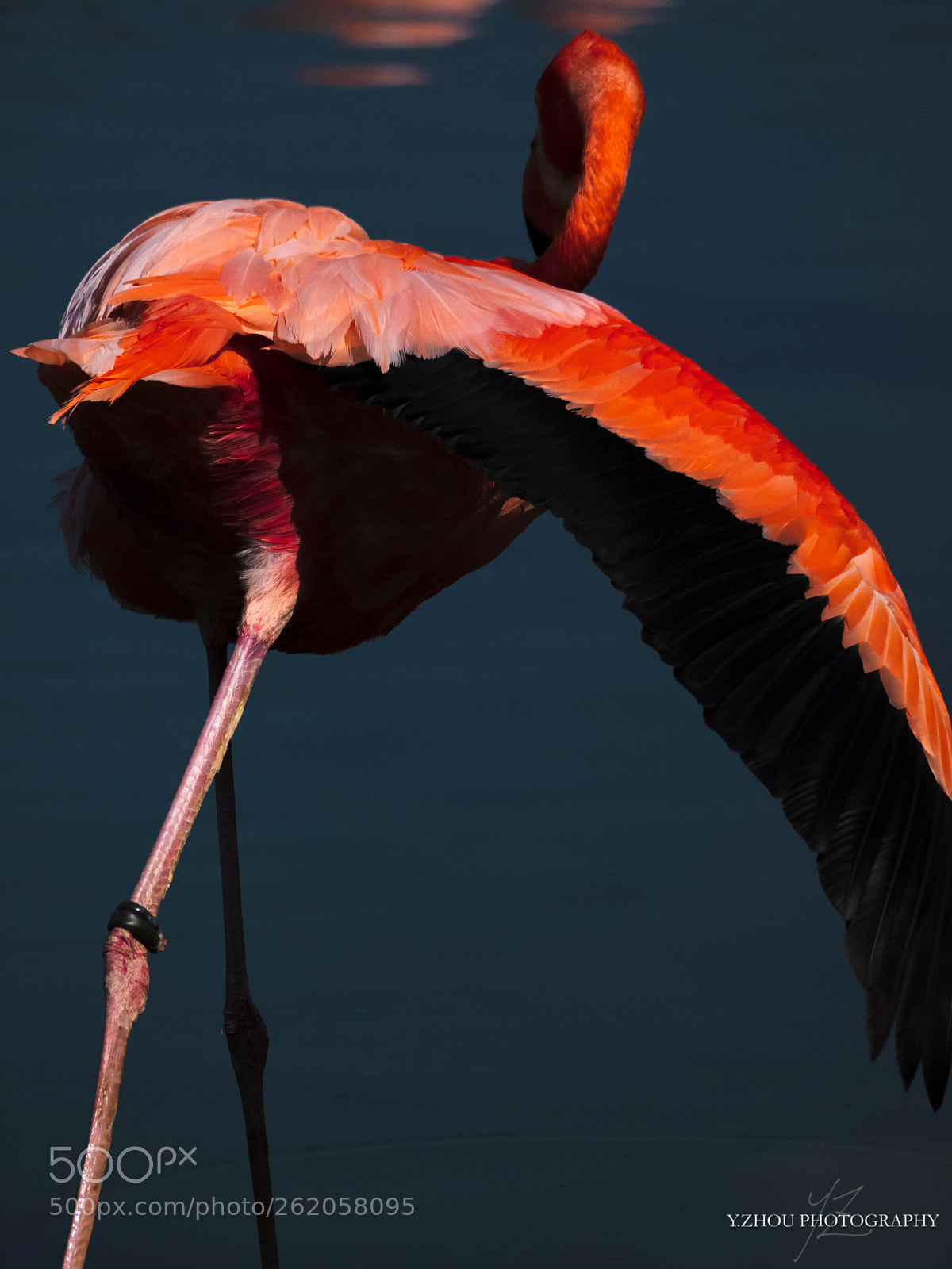 Olympus OM-D E-M1 Mark II sample photo. Shall we dance? photography