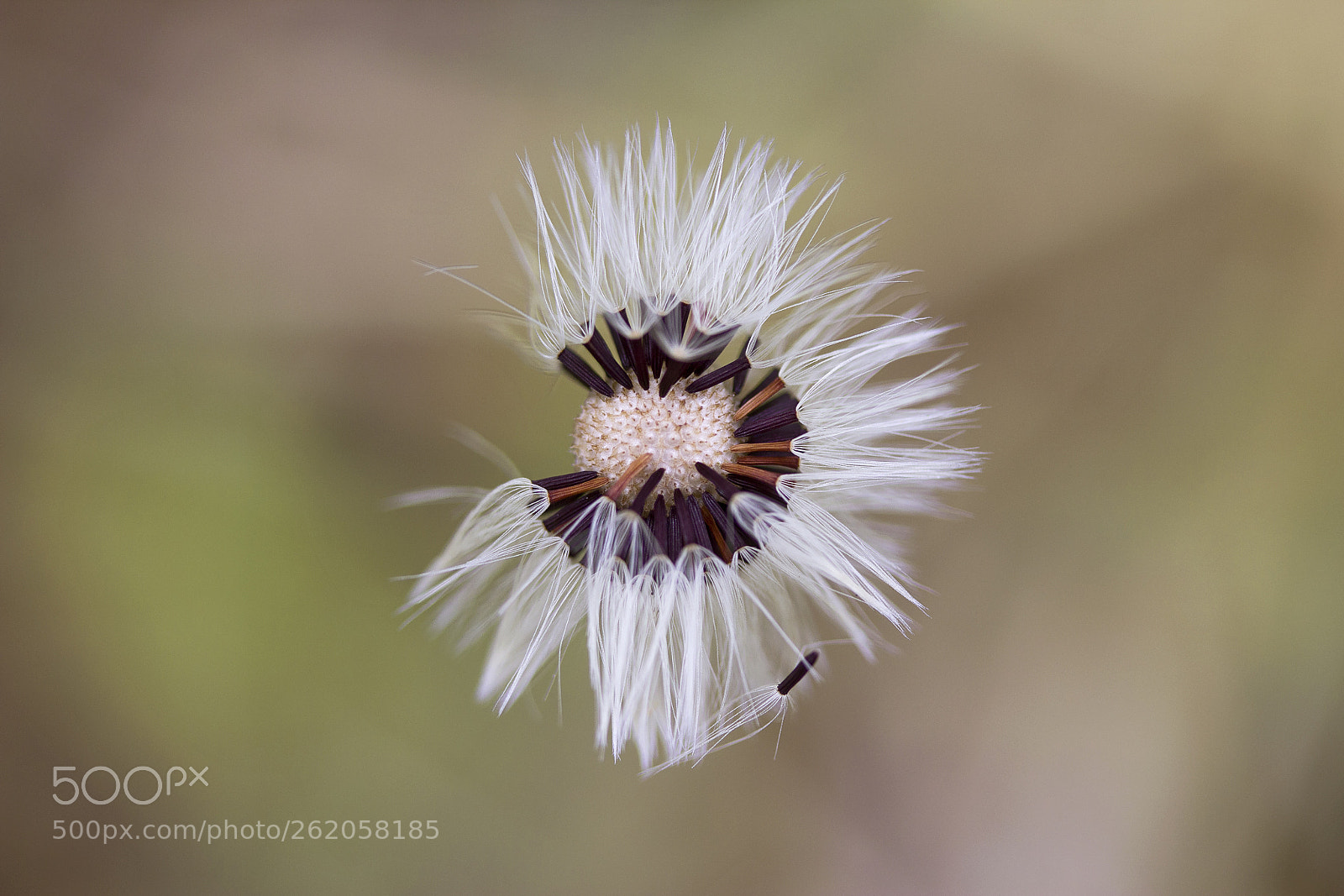 Canon EOS 60D sample photo. Kleines habichtskraut (hieracium pilosella) photography