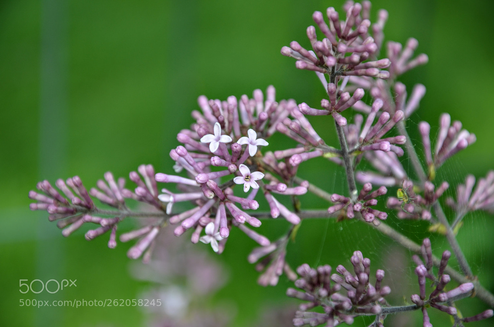 Nikon D5100 sample photo. Lilac photography