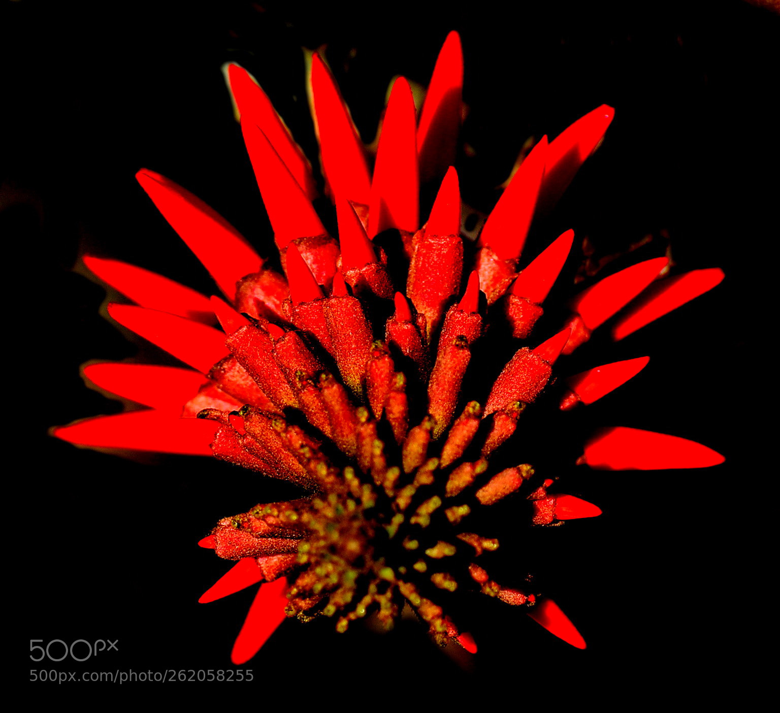 Nikon D7200 sample photo. Red pinecomb flower photography