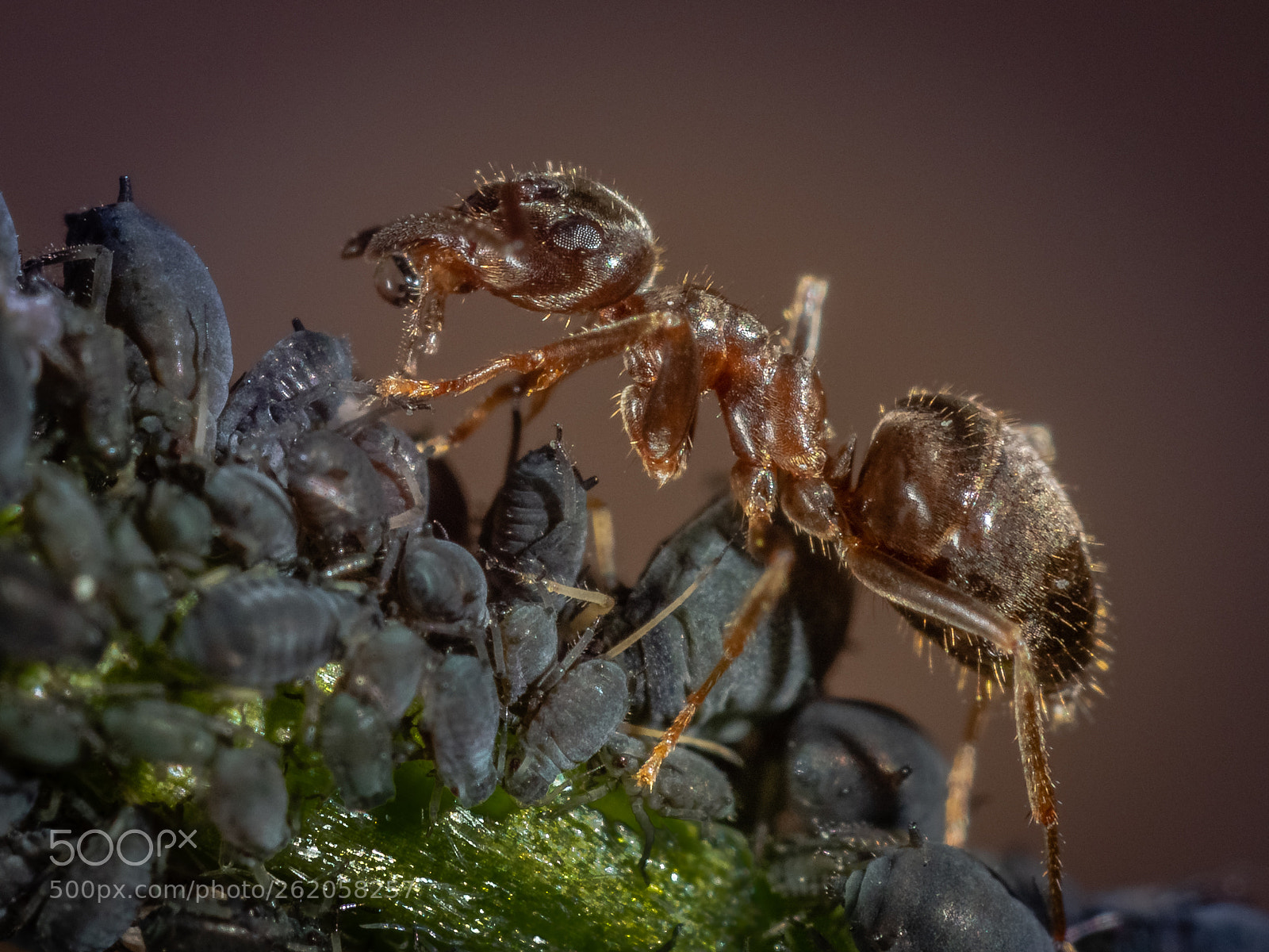Olympus OM-D E-M1 Mark II sample photo. Symbiosis ii photography