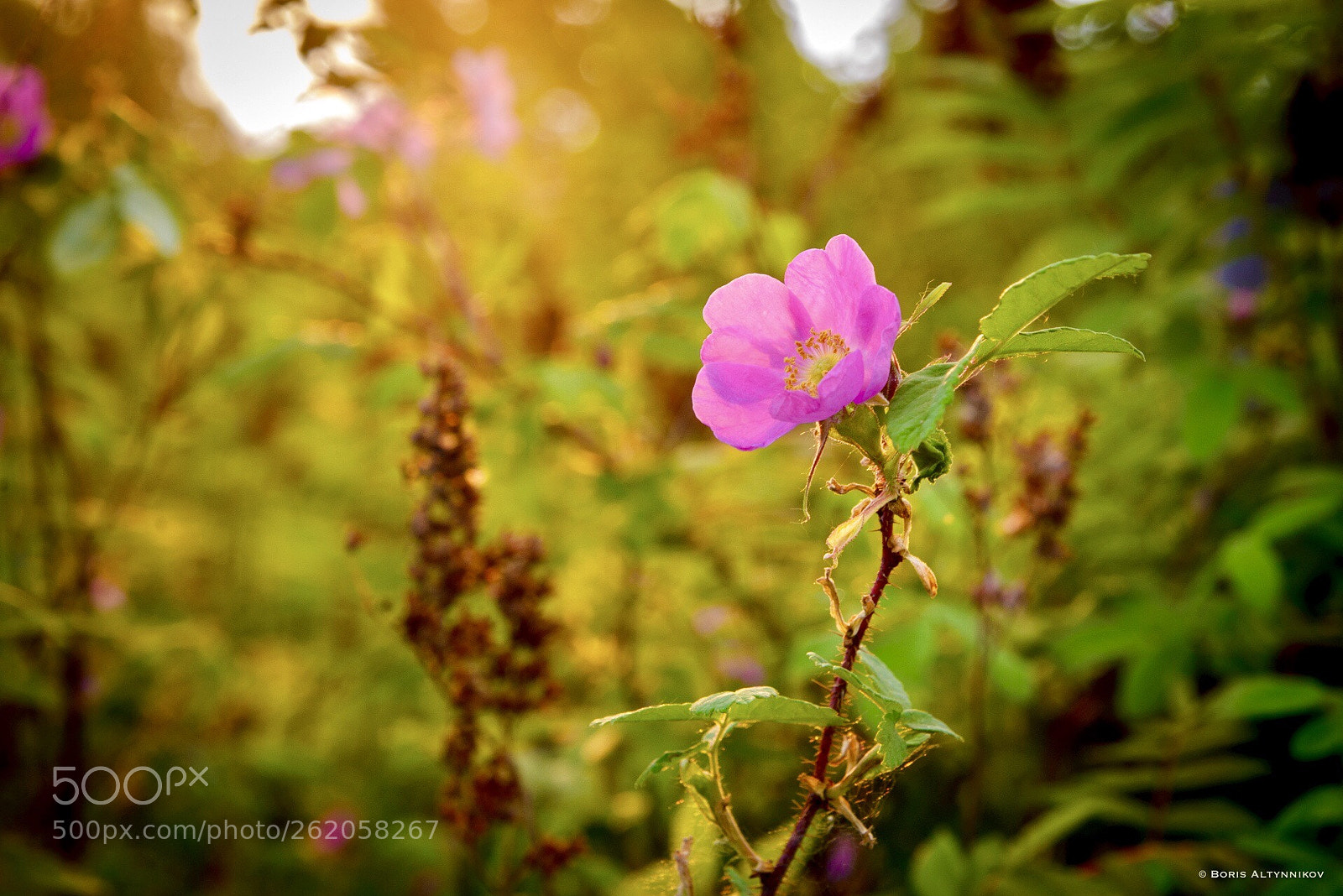 Nikon D610 sample photo. Flowers rosehips photography