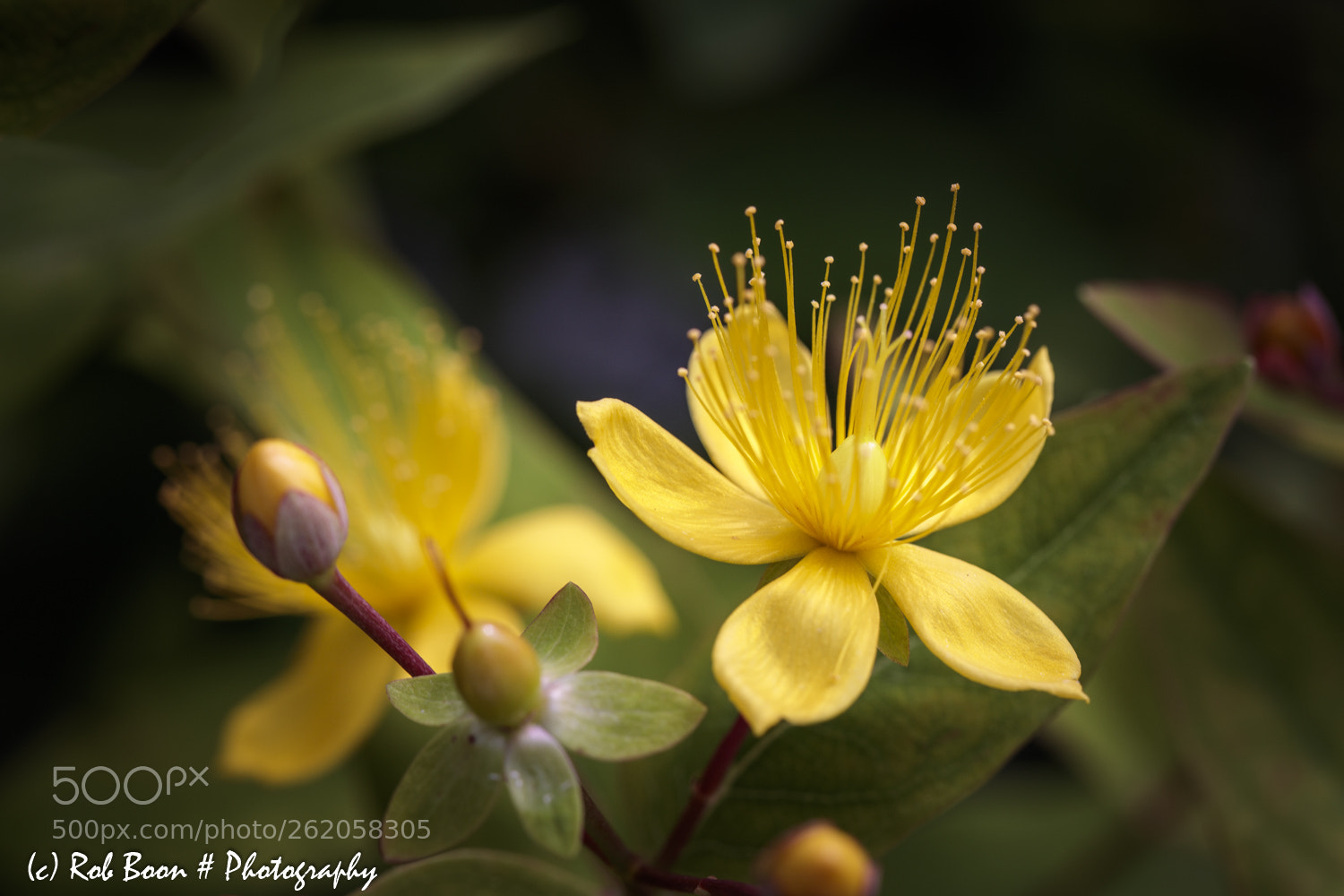 Canon EOS 5DS sample photo. Hertshooi 3 photography