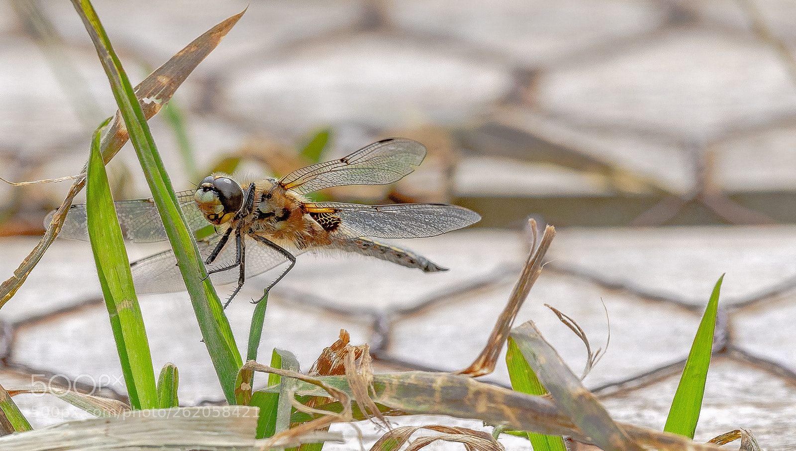 Nikon D500 sample photo. Dragonfly. photography