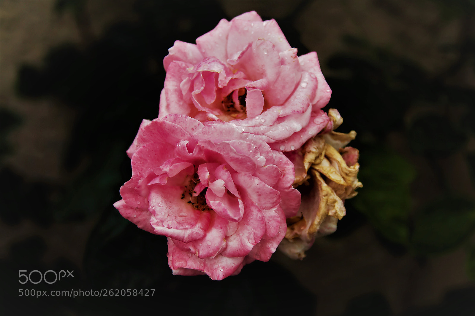 Canon EOS 60D sample photo. Gül photography