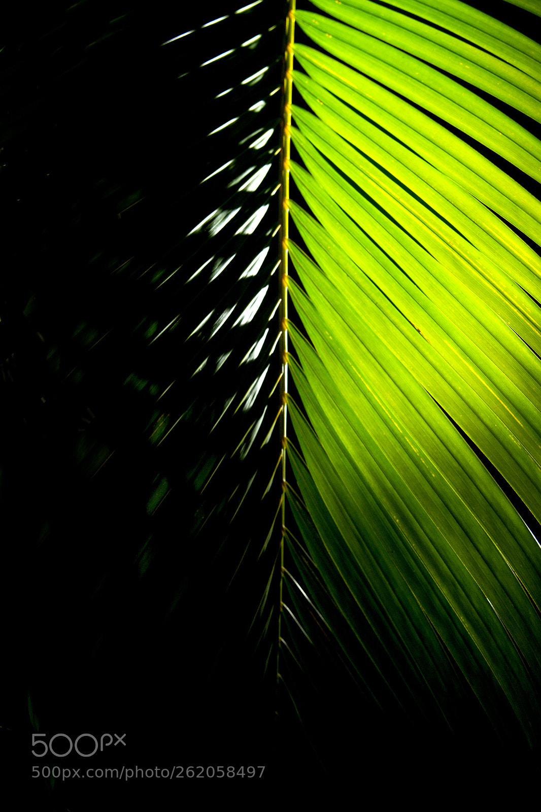 Nikon D3100 sample photo. Experimento natural photography