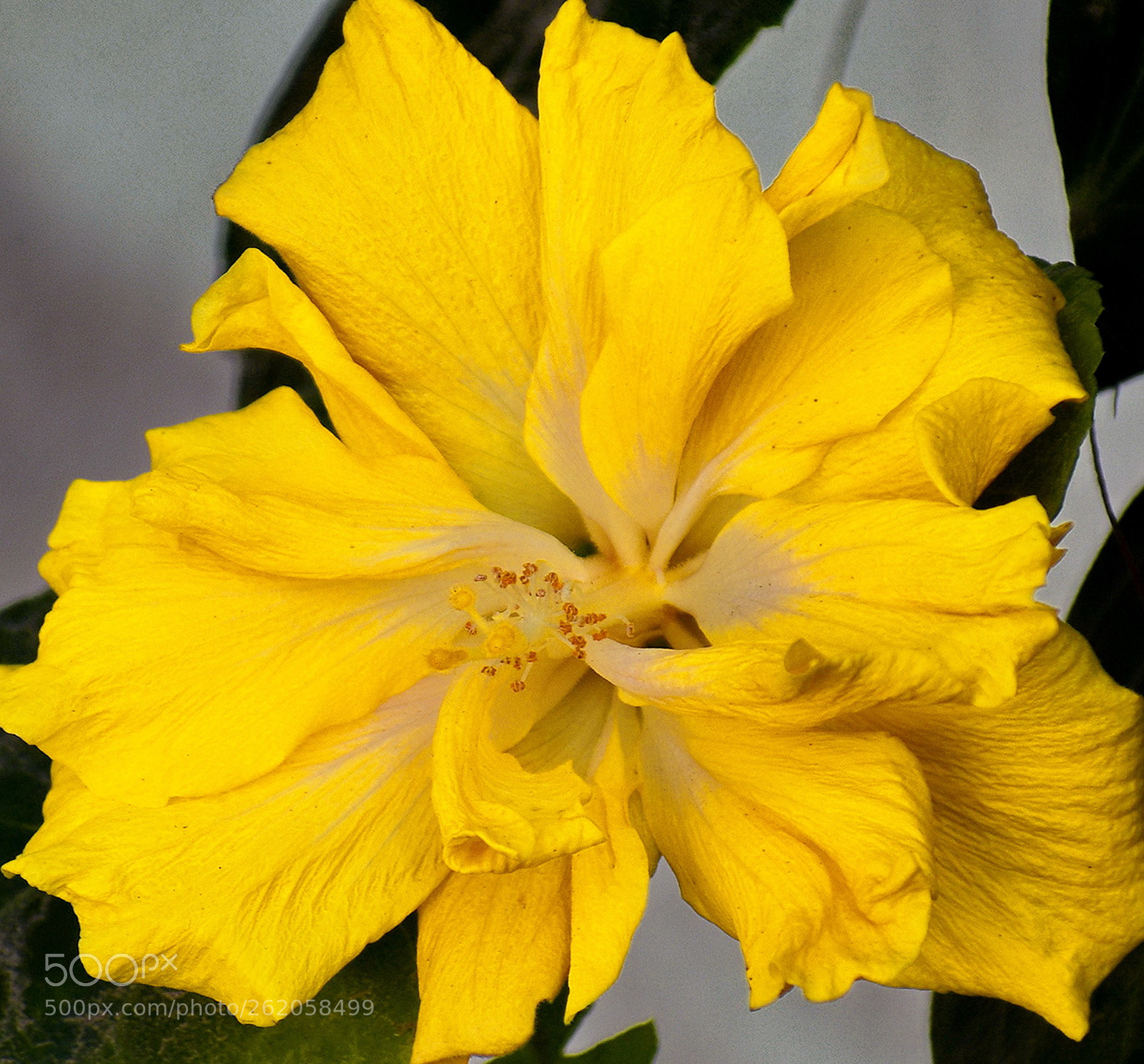Nikon D7200 sample photo. A gold flower in photography