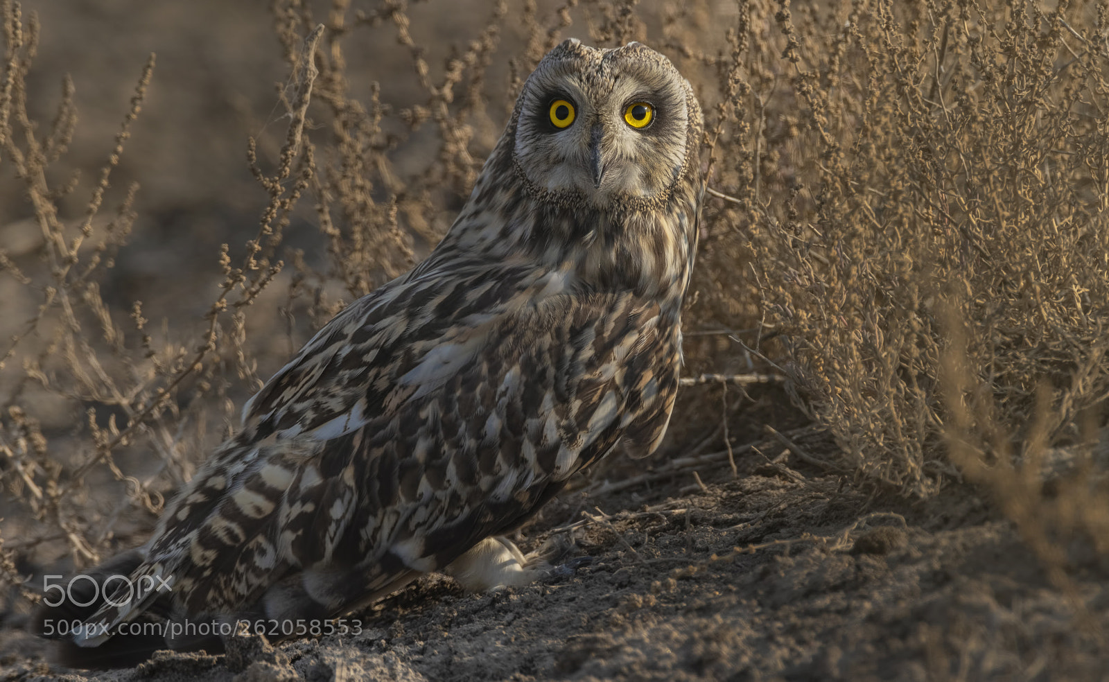 Nikon D500 sample photo. Short eared owl photography