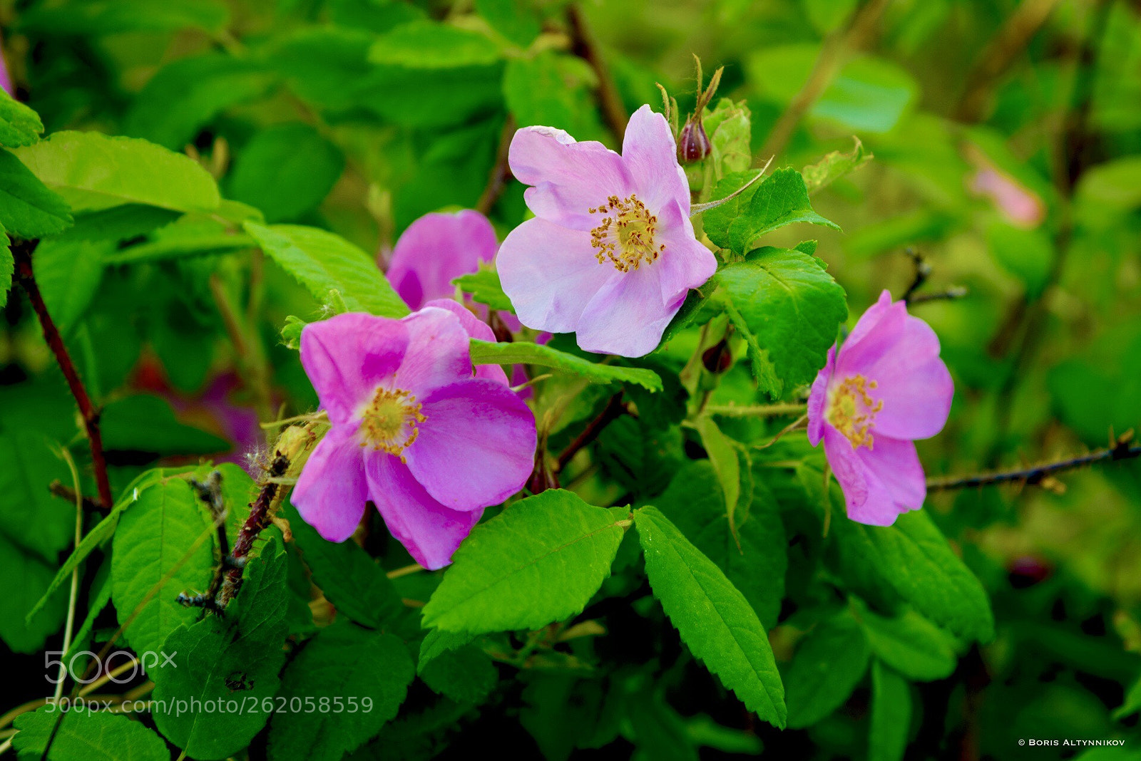Nikon D610 sample photo. Flowers rosehips photography