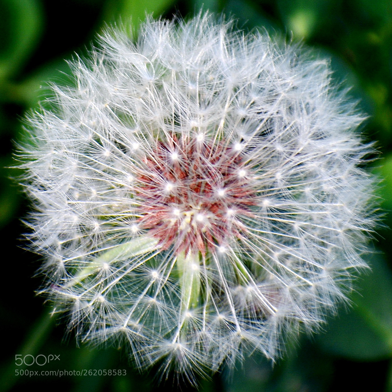 Nikon D7200 sample photo. A white puffball flower photography
