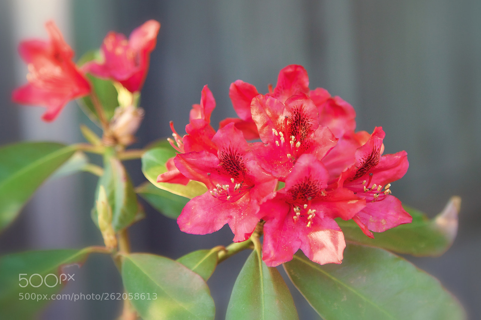 Canon EOS-1D X sample photo. Pink dream photography