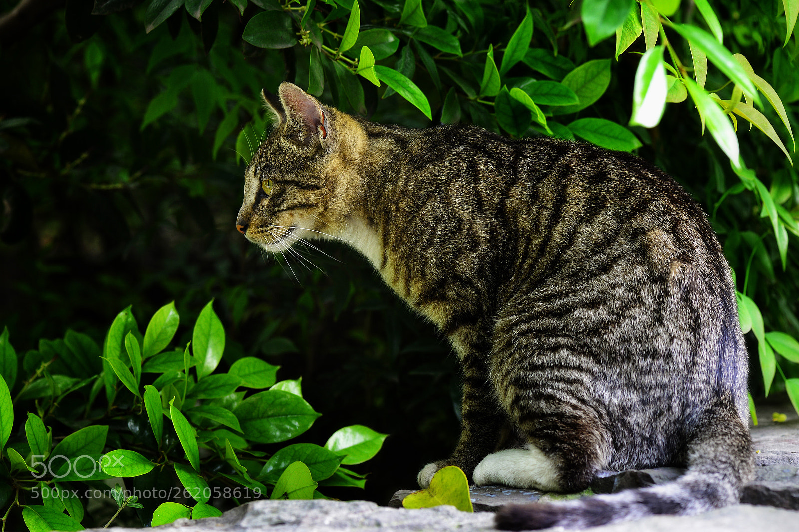Nikon D610 sample photo. Untitled photography