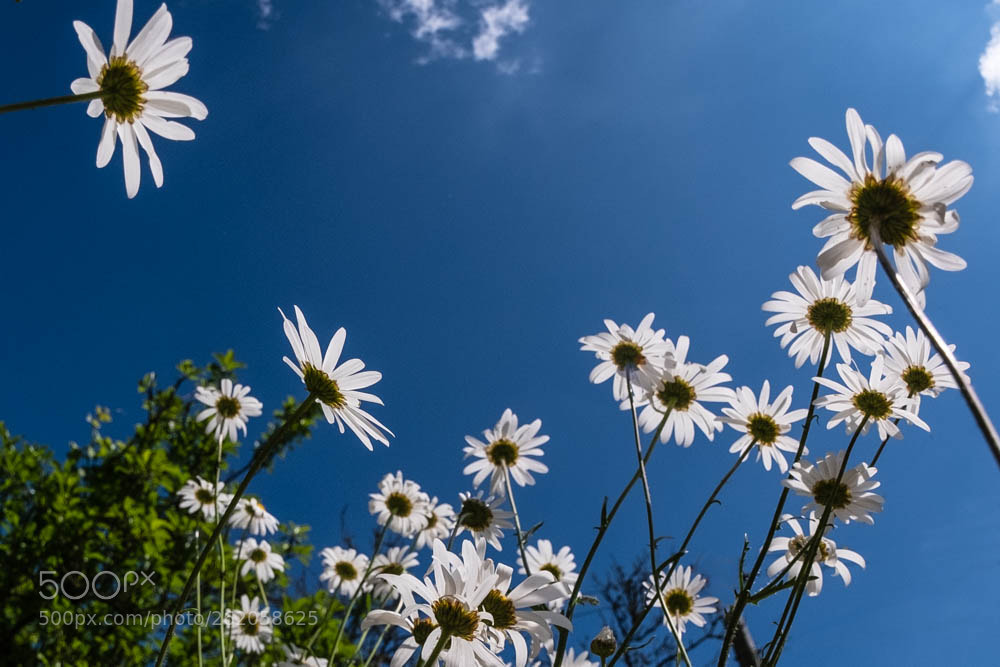 Fujifilm X-T2 sample photo. Ox eye daisies (of ) photography