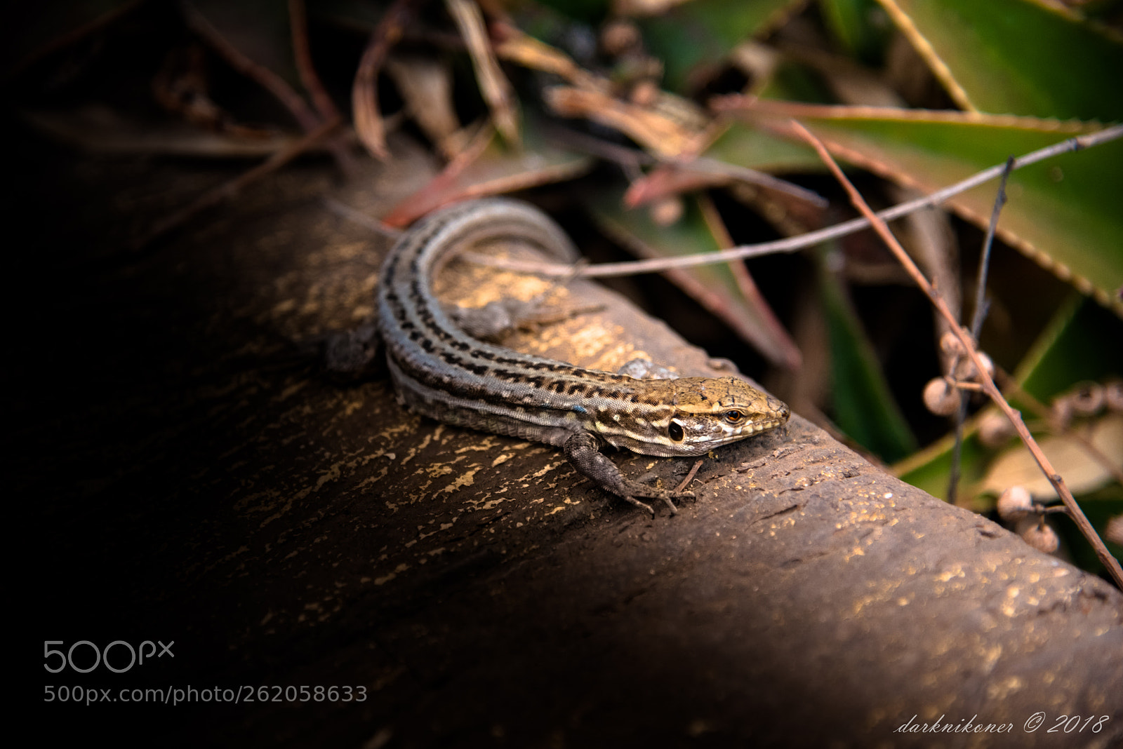 Nikon D750 sample photo. The lizard king photography