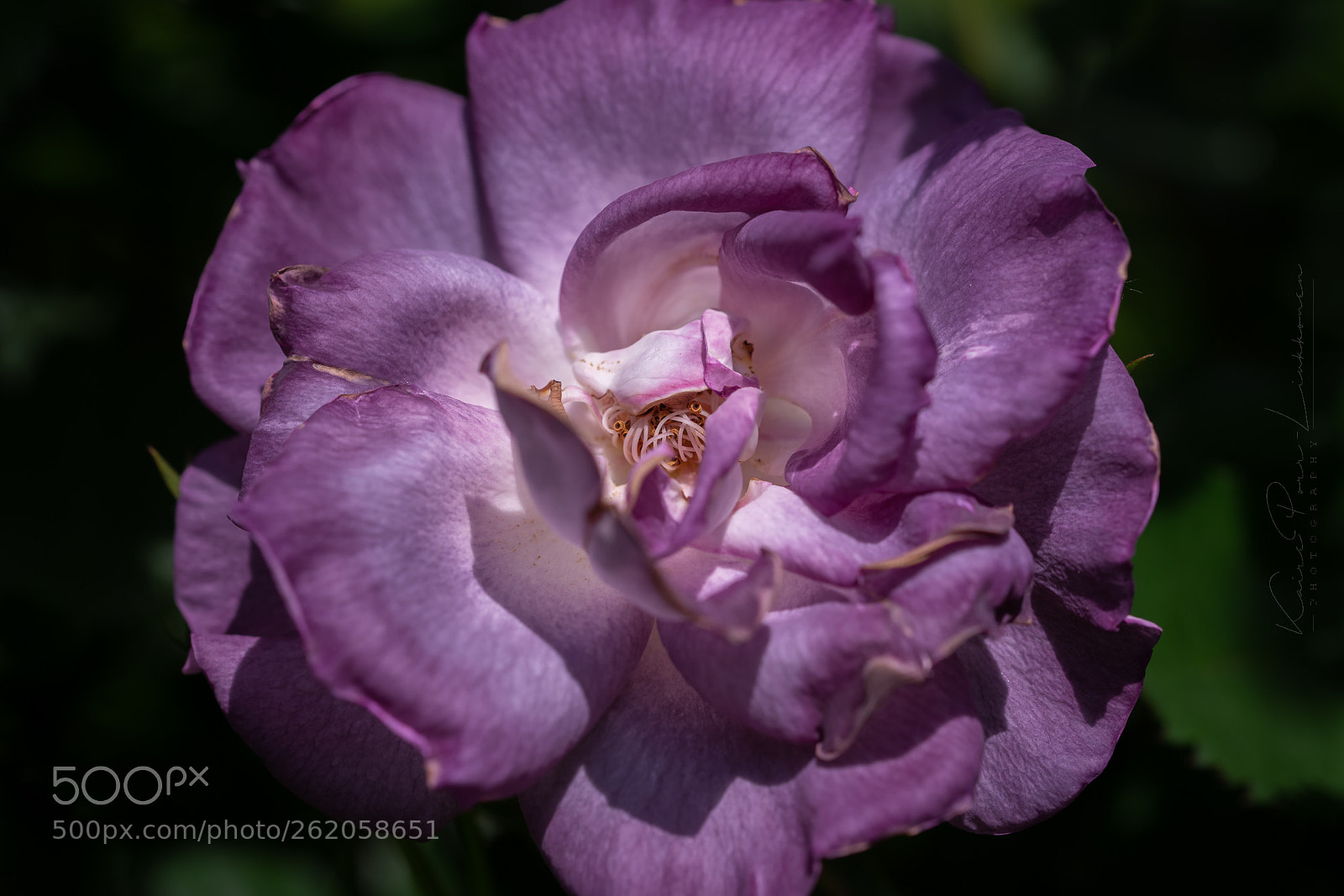 Sony a99 II sample photo. Rose photography