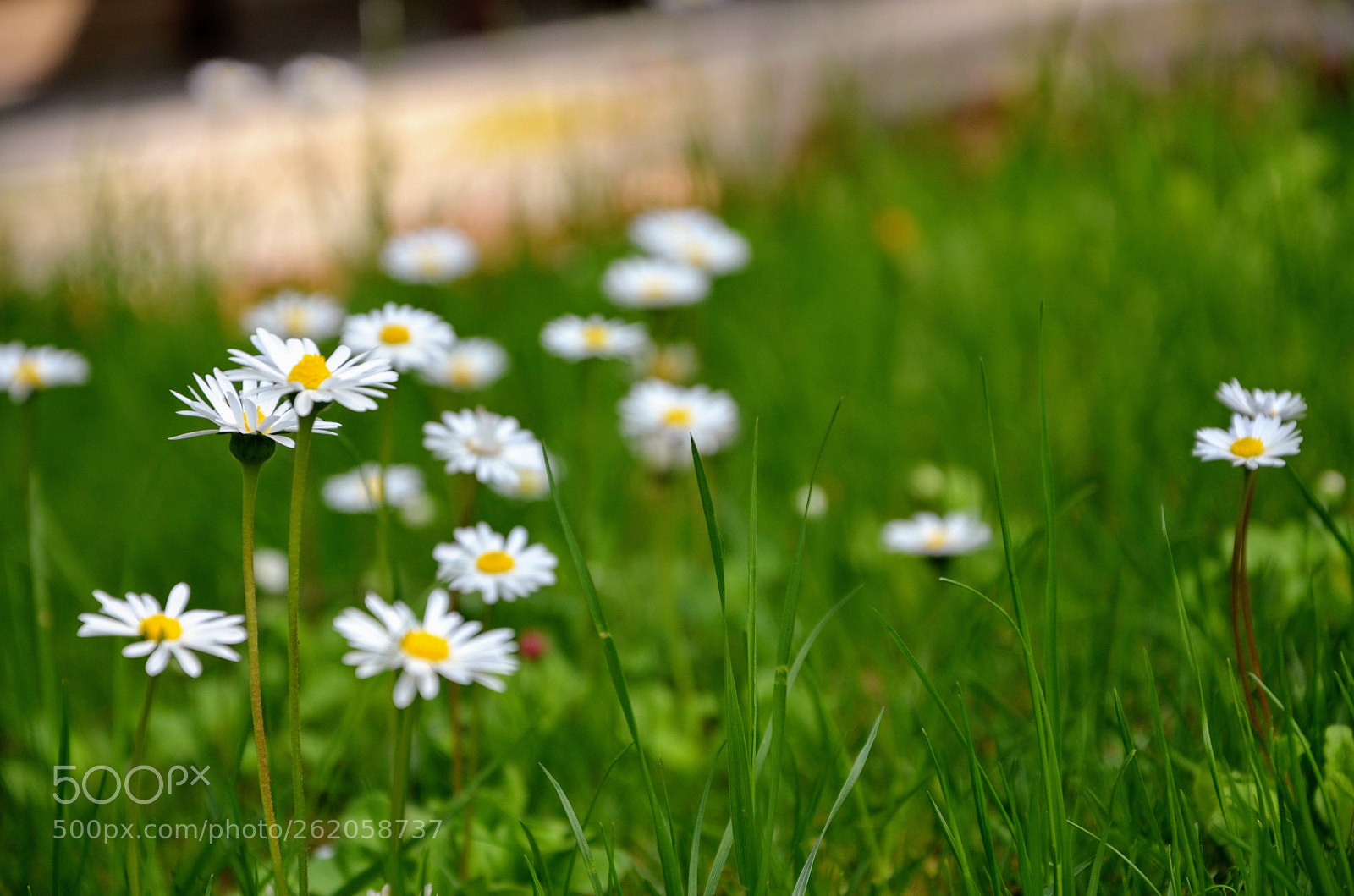 Nikon D5100 sample photo. Daisy photography