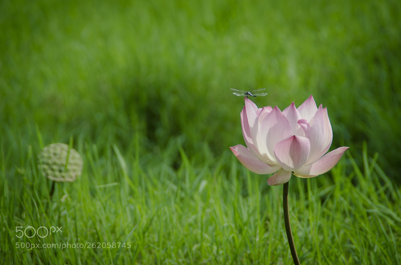 Nikon D7000 sample photo. Lotus photography