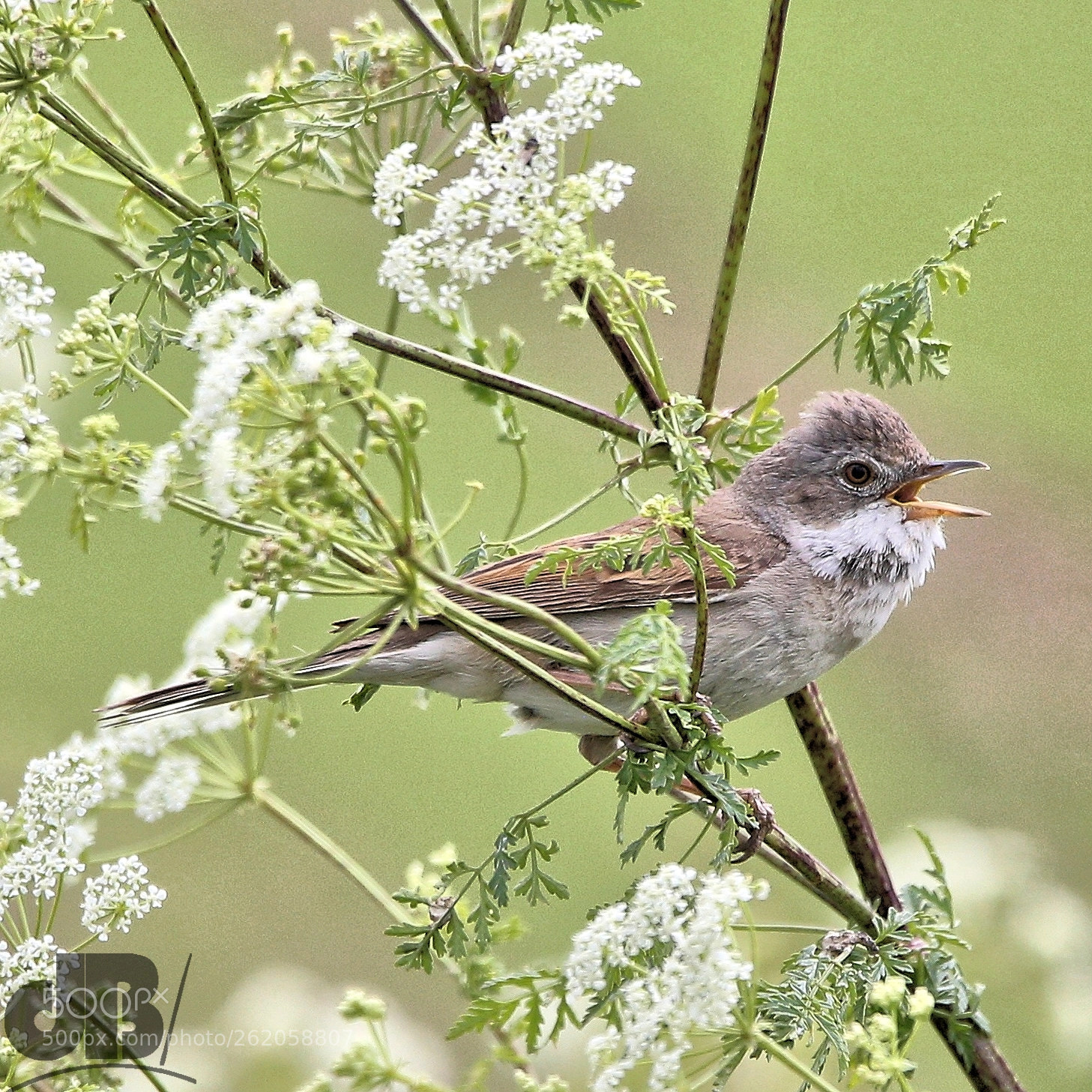 Canon EOS 6D sample photo. Warbling whitethroat photography