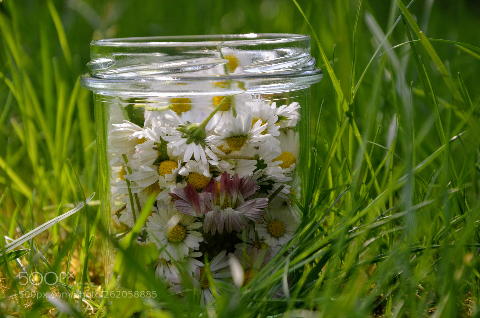Nikon D5100 sample photo. Daisies in a jar photography