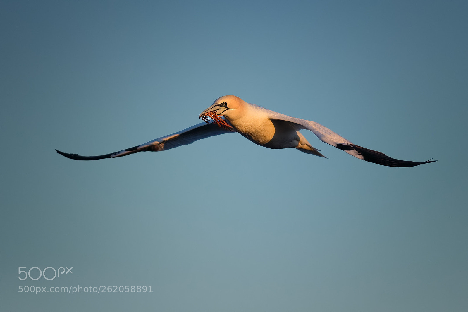 Nikon D500 sample photo. Gannet photography