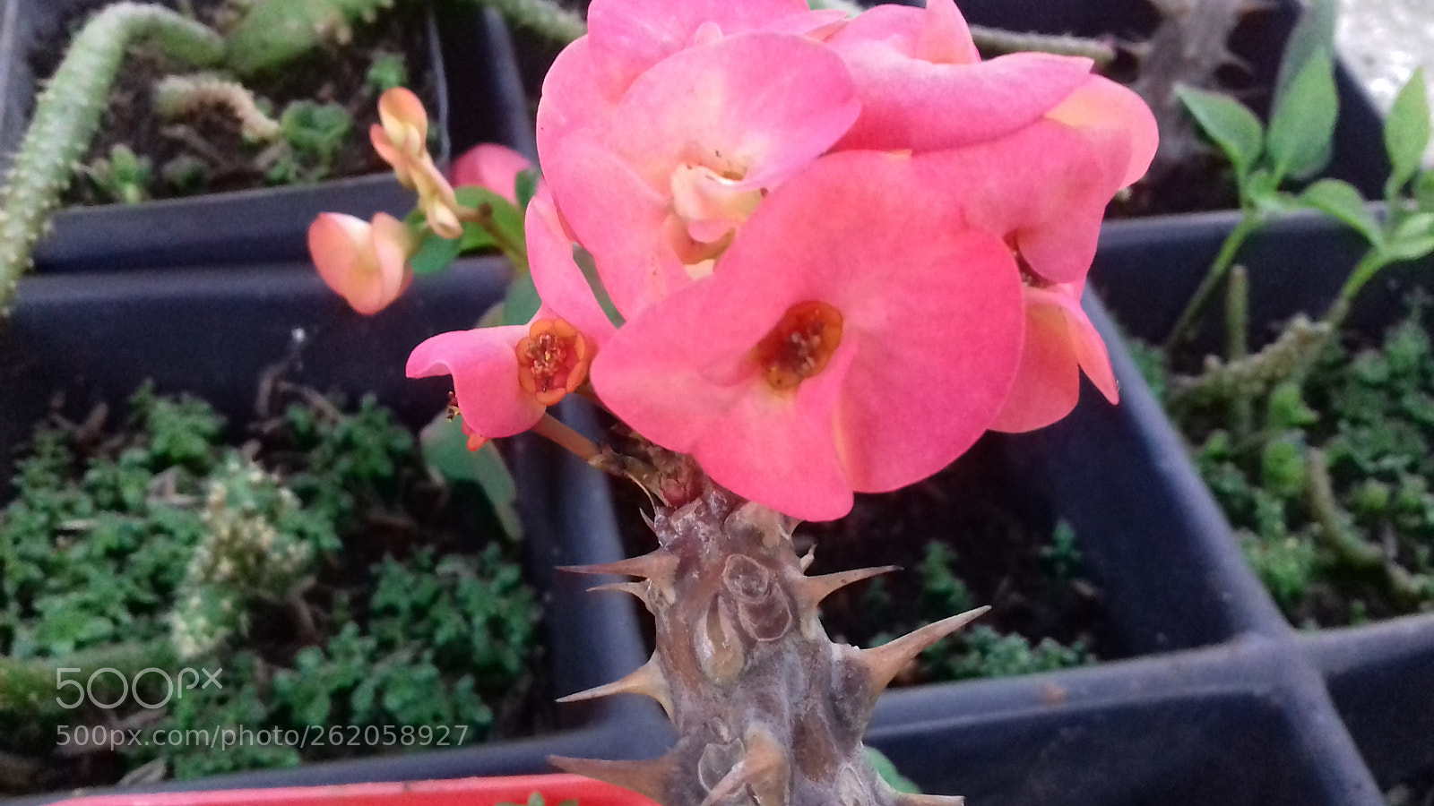 Samsung Galaxy J3(2016) sample photo. Flower ? photography